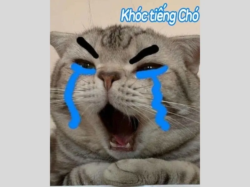 ảnh meme hài hước khó đỡ 41