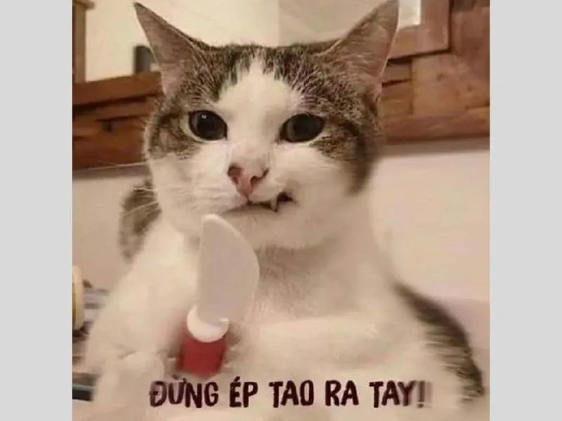 các meme nổi tiếng 10