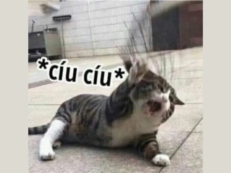 các meme nổi tiếng 15