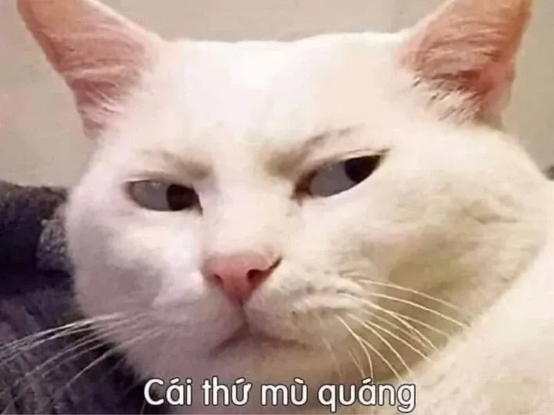 các meme nổi tiếng 16