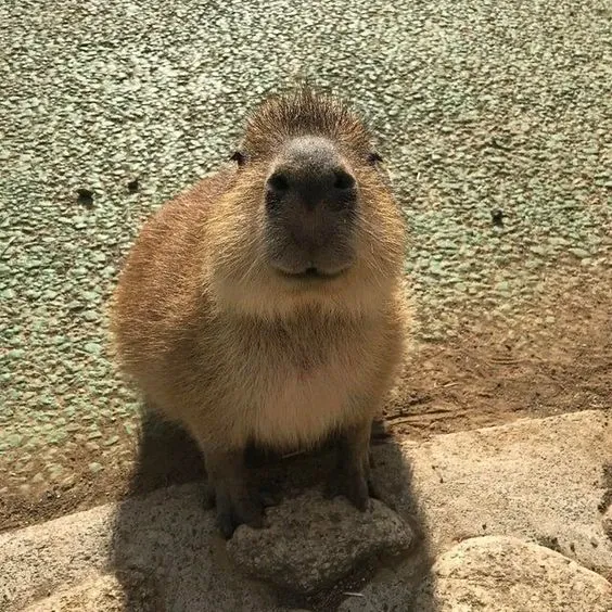 capybara meme 7