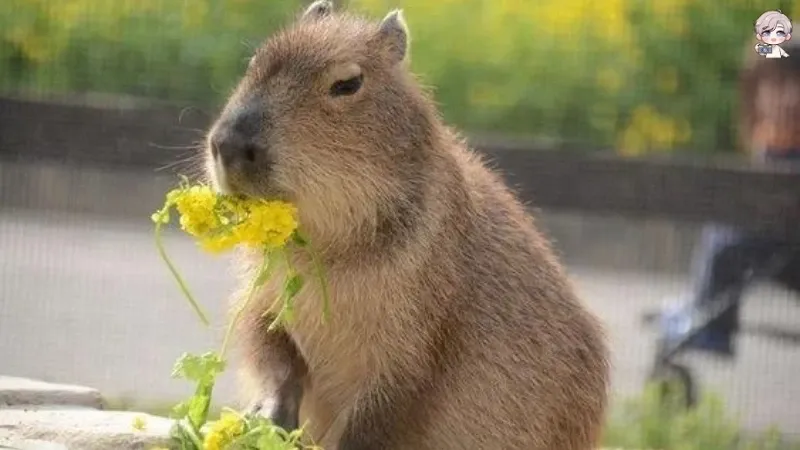 Tổng hợp ảnh Capybara meme hài hước, dễ thương không thể bỏ qua