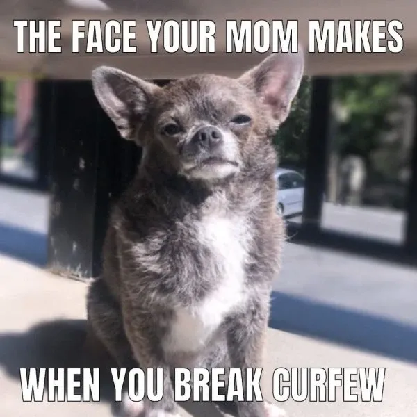 chihuahua meme 3