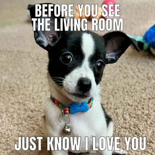 chihuahua meme 12