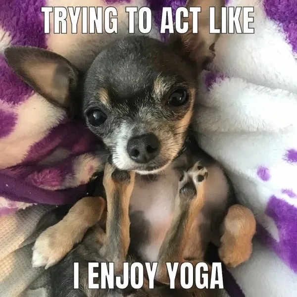 chihuahua meme 13