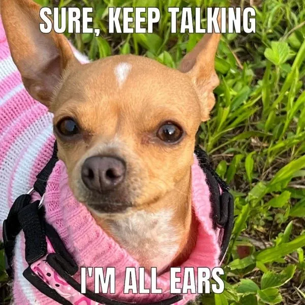 chihuahua meme 14