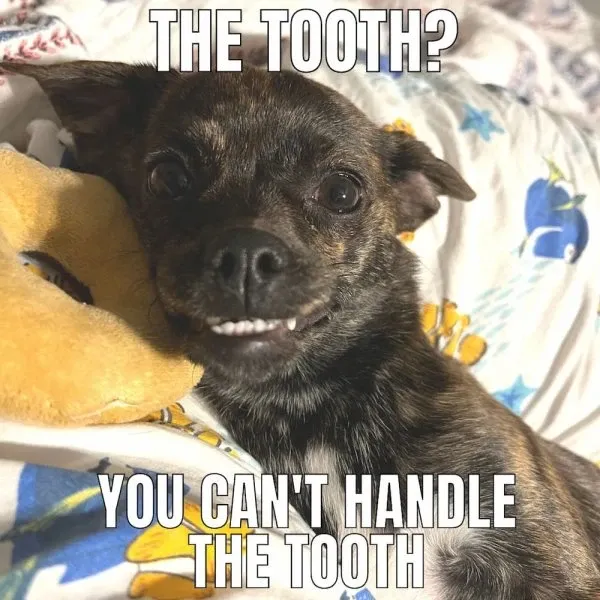 chihuahua meme 20