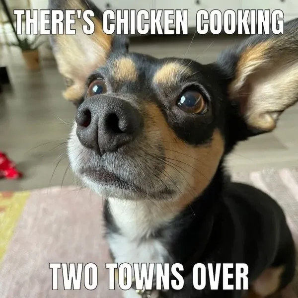 chihuahua meme 28