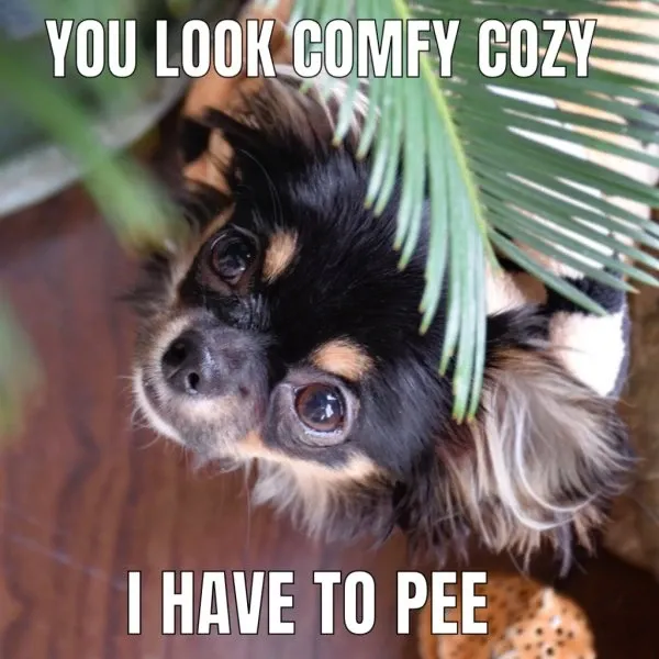 chihuahua meme 32