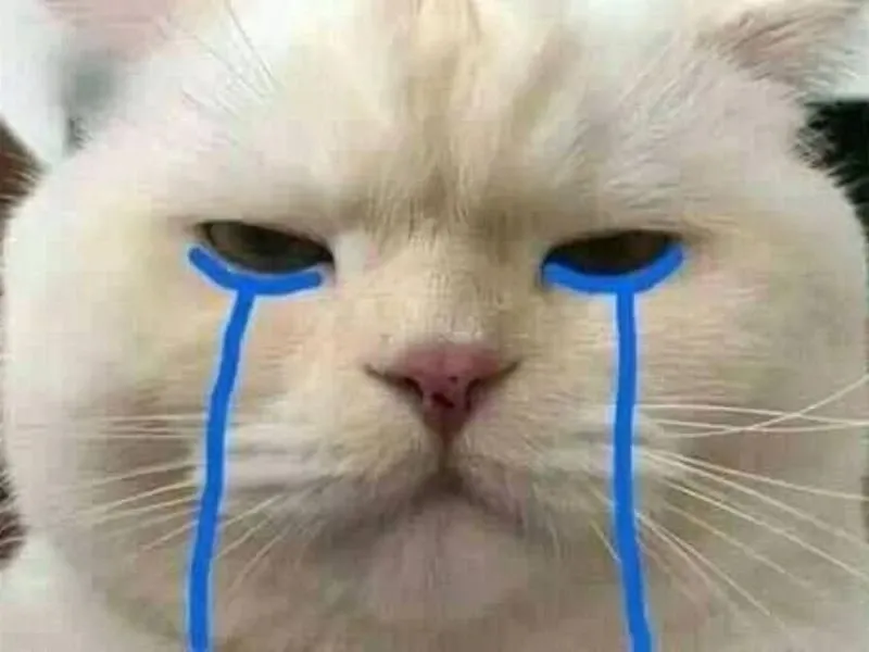 crying cat meme 1