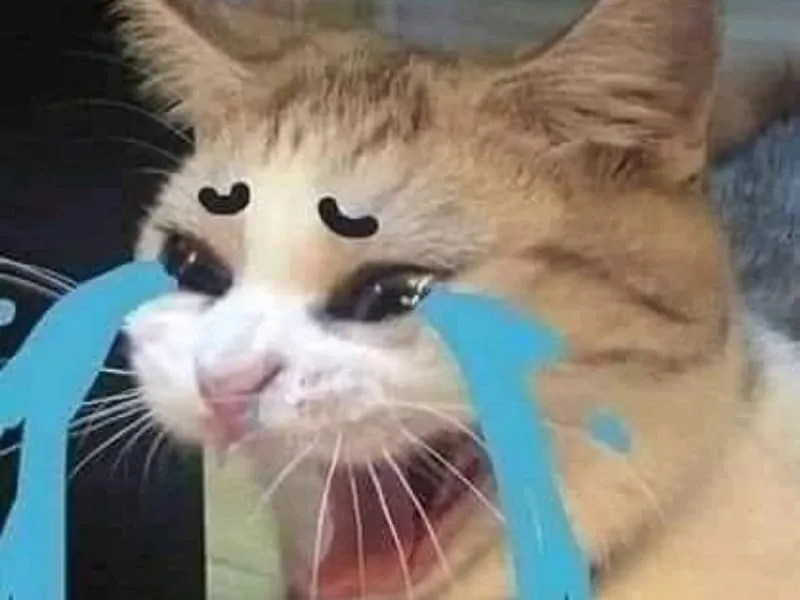 crying cat meme 7