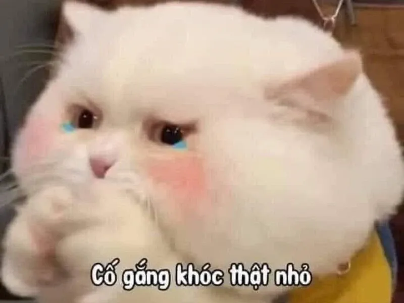 crying cat meme 11