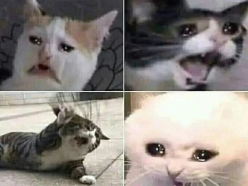 crying cat meme 13