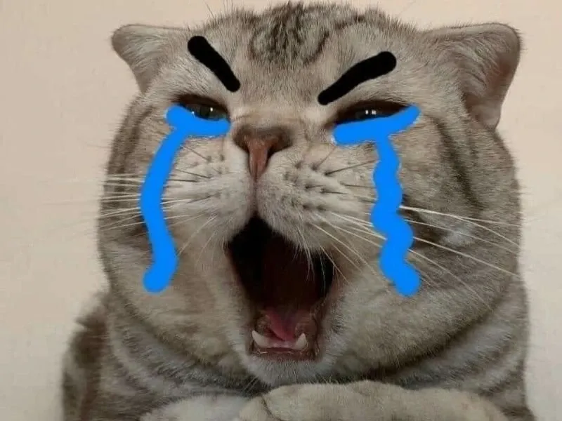 crying cat meme 15