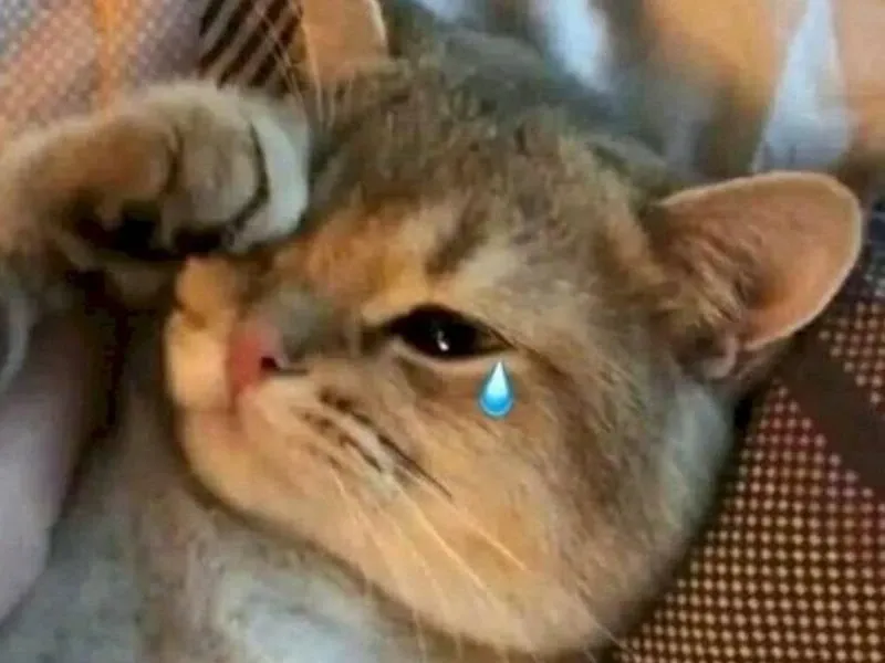 crying cat meme 16