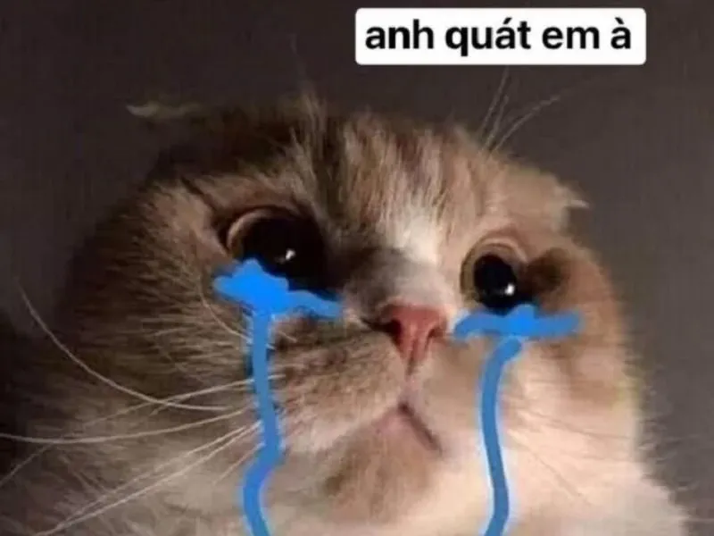 crying cat meme 17