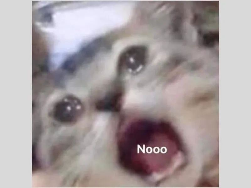 crying cat meme 20