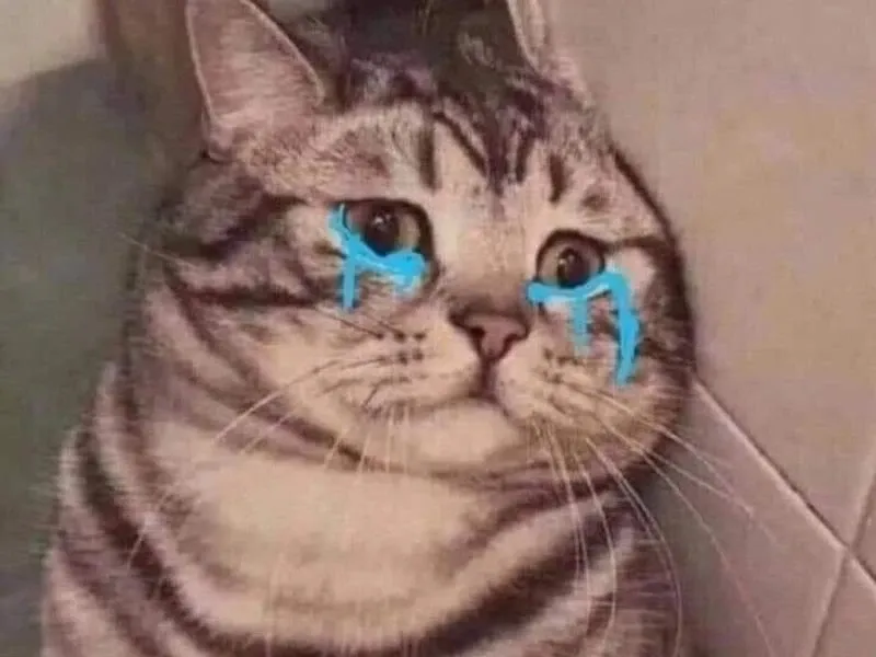 crying cat meme 21