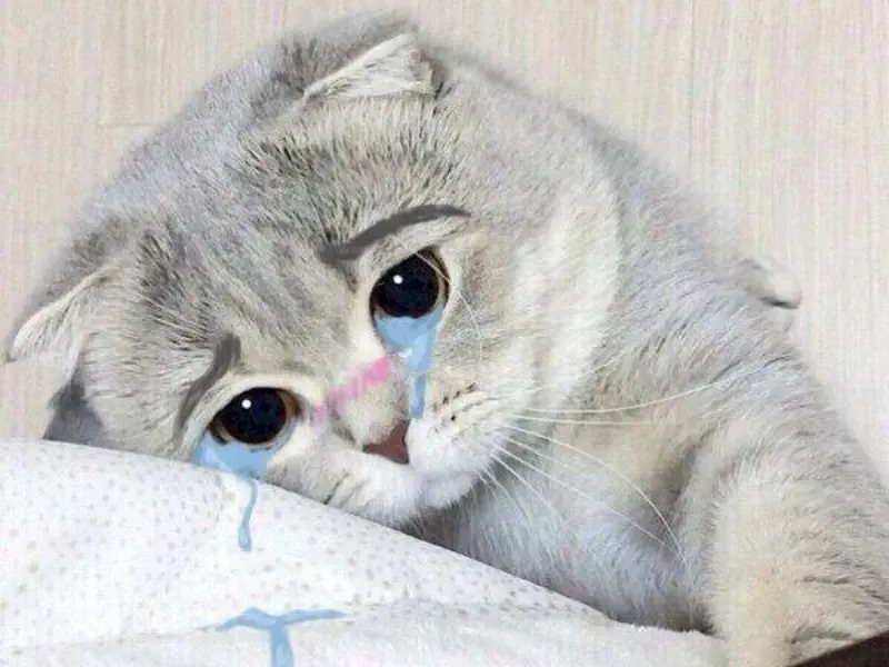 crying cat meme 25