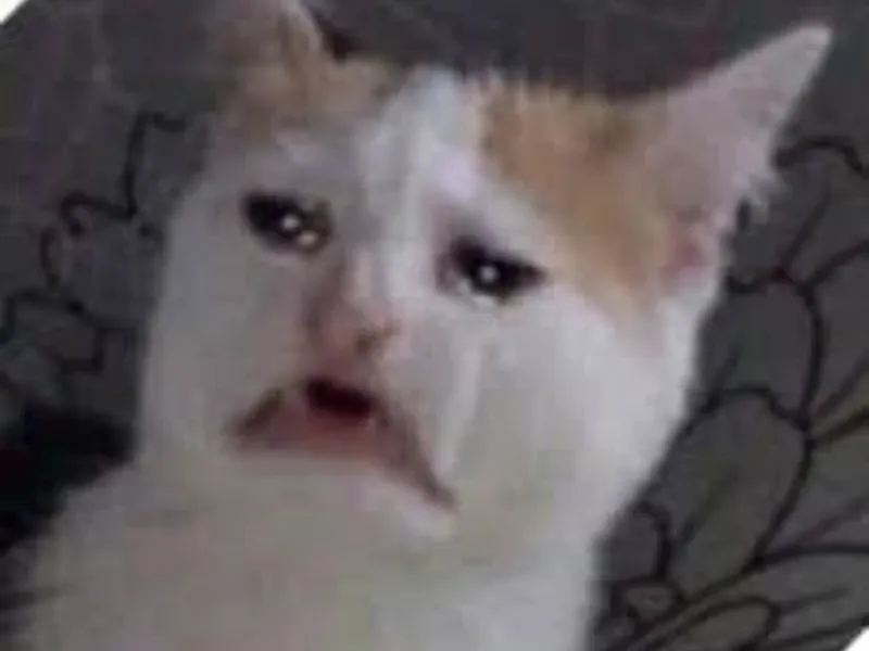 crying cat meme 28