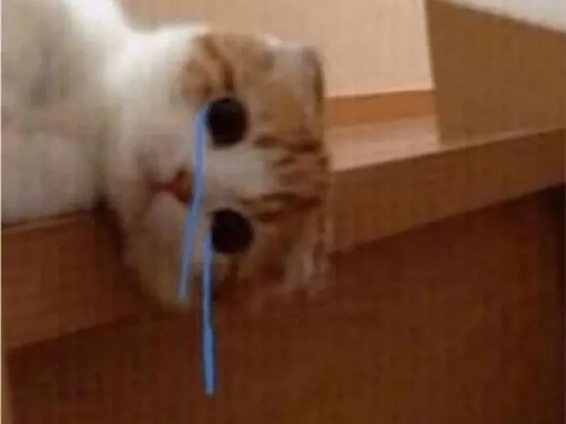 crying cat meme 32