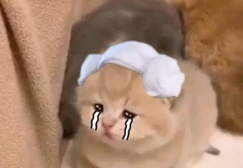 crying cat meme 39