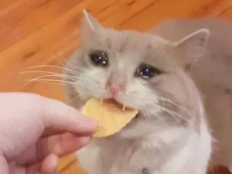 crying cat meme 41