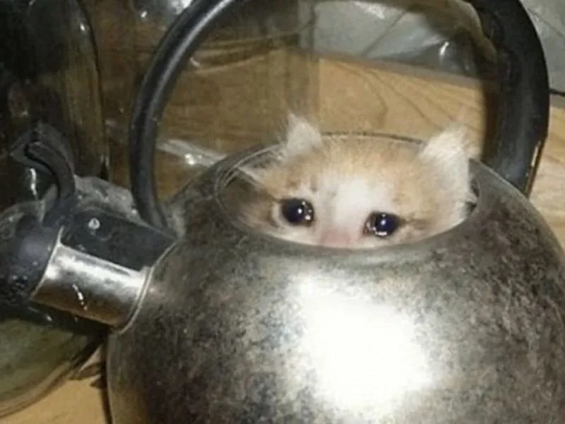 crying cat meme 44