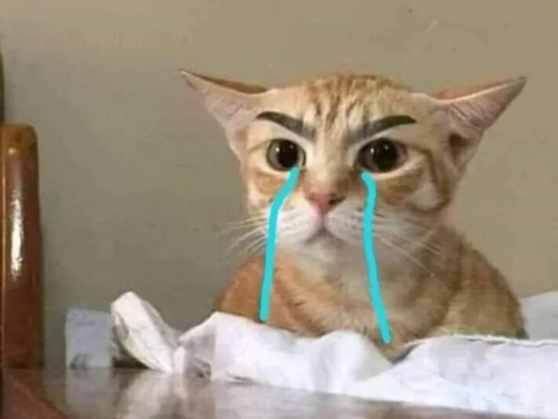 crying cat meme 48