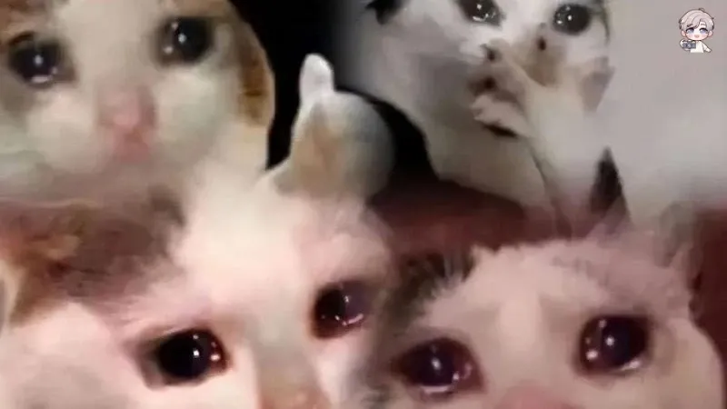 Sưu tầm ngay bộ sưu tập hình ảnh crying cat meme hài hước, ấn tượng nhất