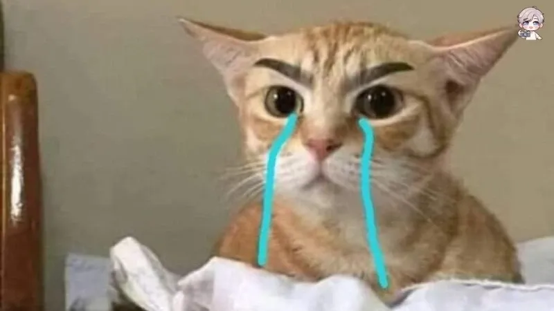 Bộ sưu tập ảnh crying meme hài hước nhất – Xem ngay miễn phí tại đây