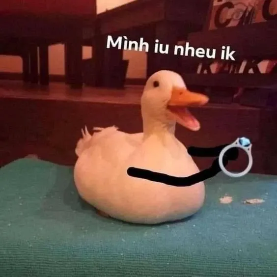 duck meme 27