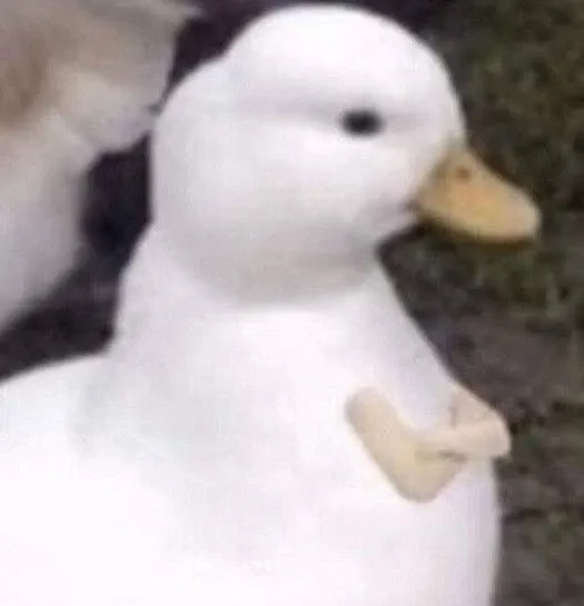 duck meme 37