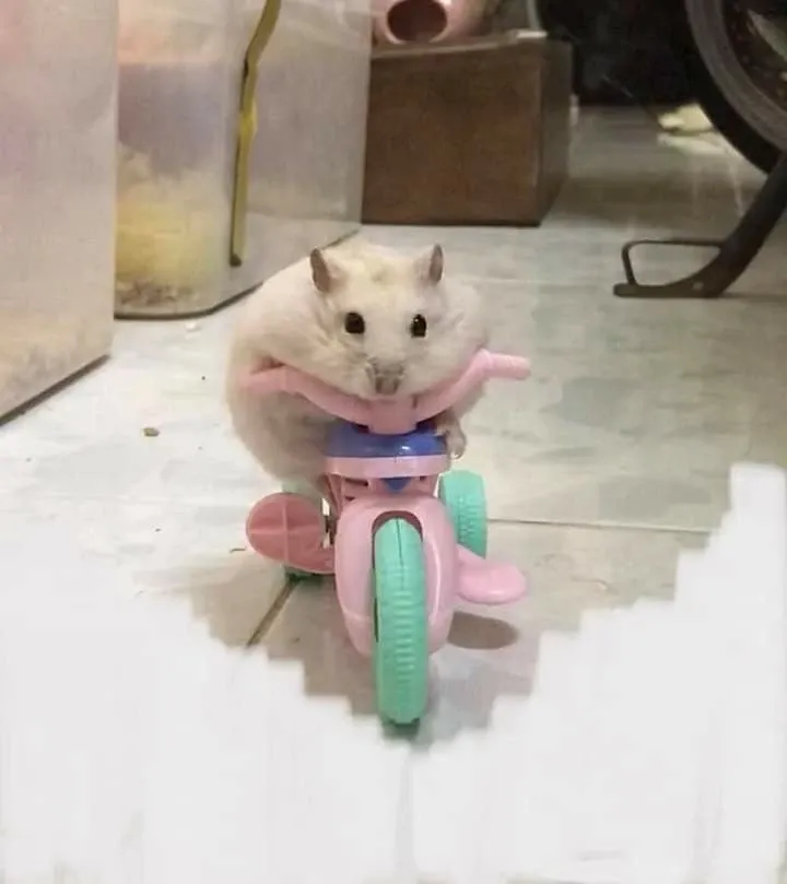 hamster meme 1