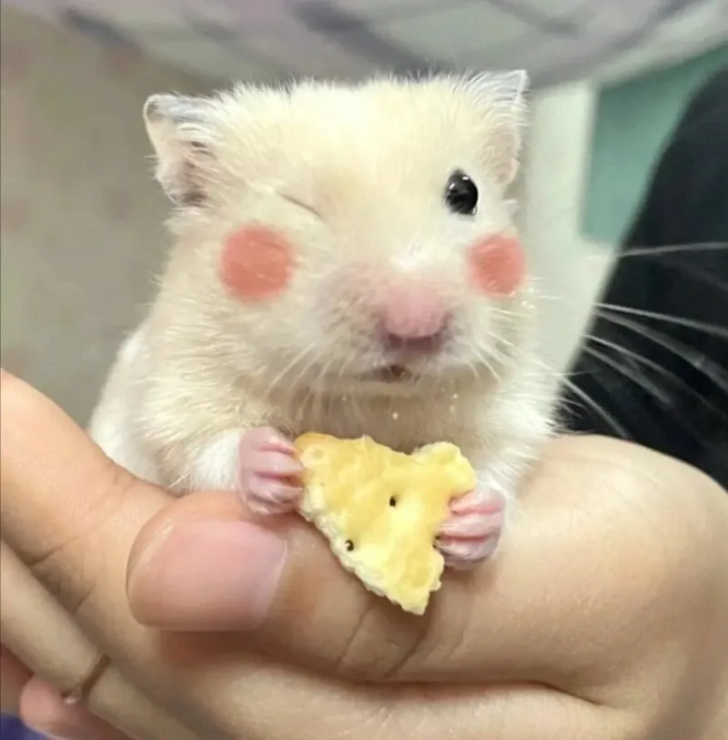 hamster meme 10