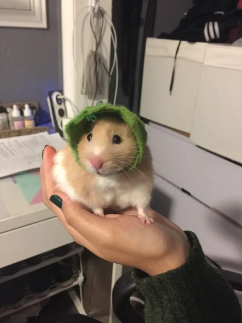 hamster meme 14