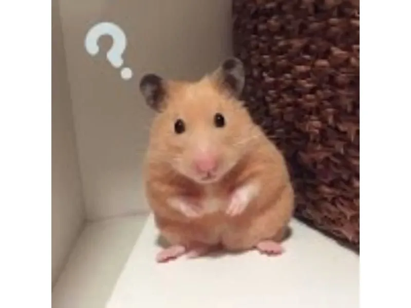 hamster meme 18