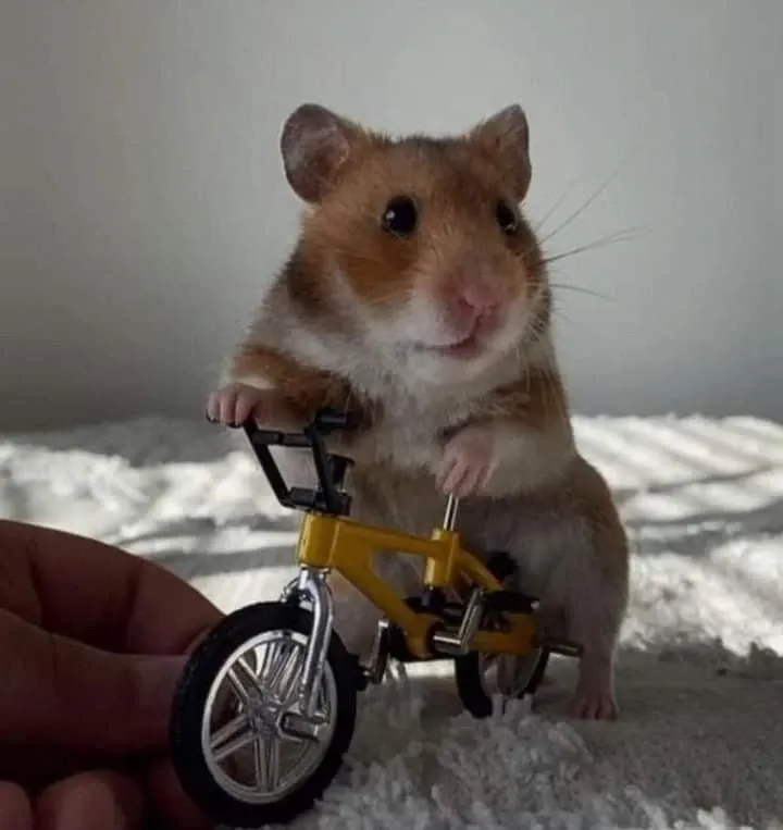 hamster meme 26