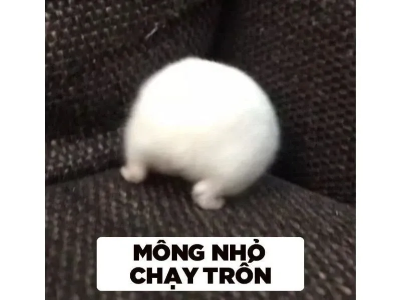 hamster meme 35