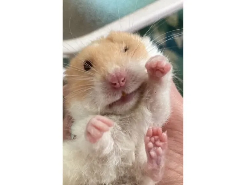 hamster meme 36