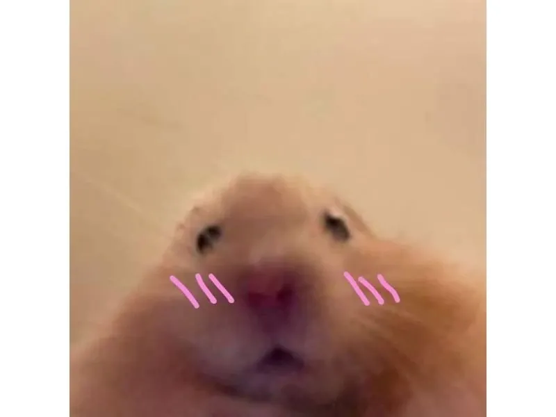 hamster meme 37