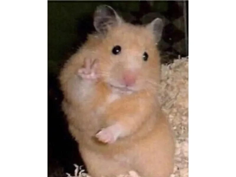 hamster meme 39