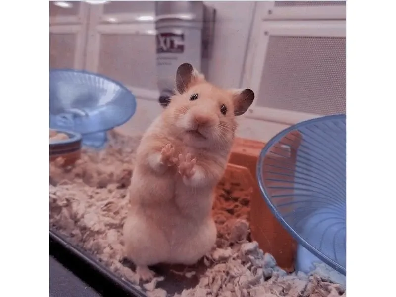 hamster meme 41