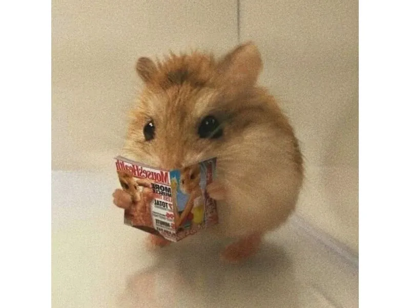 hamster meme 49