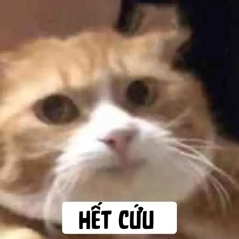 hết cứu nổi meme 17