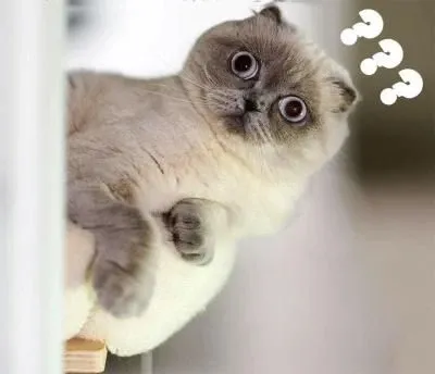 meme hỏi chấm 4