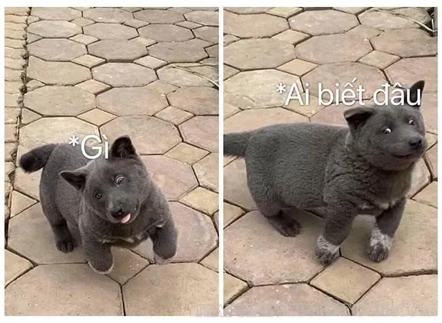 meme ai biết gì đâu 19