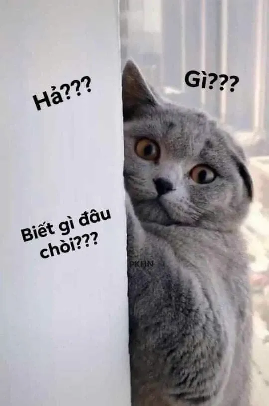 meme ai biết gì đâu 22