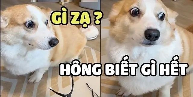 meme ai biết gì đâu 26