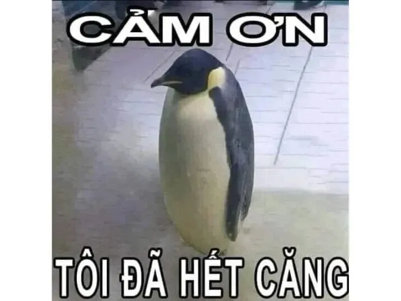 meme cảm ơn 19